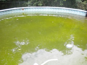Sad Green Pool